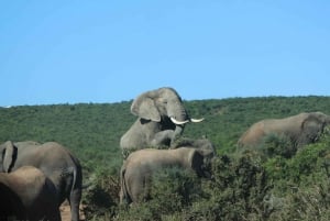 Visites du parc d'éléphants d'Addo .