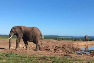 Addo Elephant Park Tours. Full Day