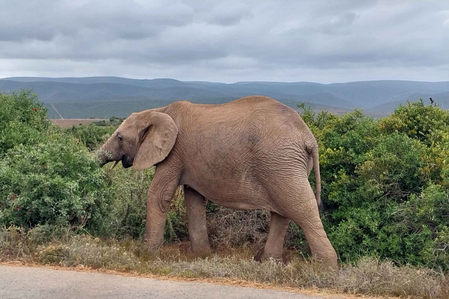 ADDO ELEFANTPARK