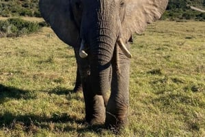 アドド：象の散歩サファリ体験