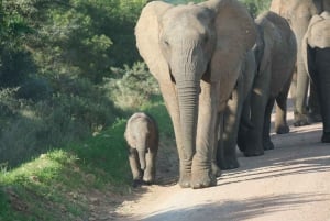 アドド：象の散歩サファリ体験