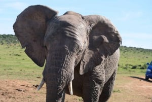 アドド：象の散歩サファリ体験