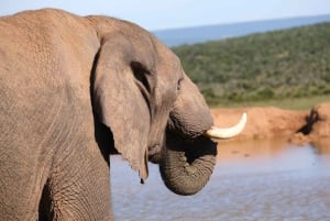 アドド：象の散歩サファリ体験