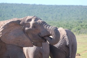 アドド：象の散歩サファリ体験