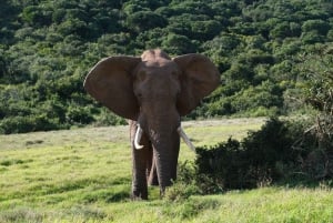 アドド：象の散歩サファリ体験