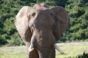 アドド：象の散歩サファリ体験