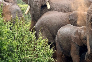 Safari de dia inteiro em Addo: Almoço/Bebidas/Pick/Drop-Off Incluídos