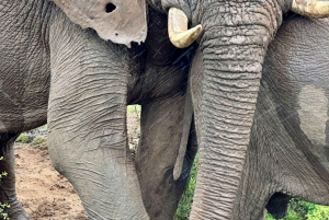 Safari de dia inteiro em Addo: Almoço/Bebidas/Pick/Drop-Off Incluídos