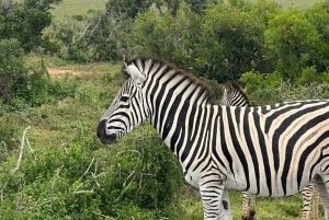 Safari de dia inteiro em Addo: Almoço/Bebidas/Pick/Drop-Off Incluídos