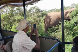 Safari de dia inteiro em Addo: Almoço/Bebidas/Pick/Drop-Off Incluídos