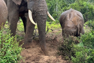 Safari de dia inteiro em Addo: Almoço/Bebidas/Pick/Drop-Off Incluídos