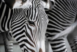 Addo Full Day Safari: Lunch/Drinks/Pick/Drop-Off Included