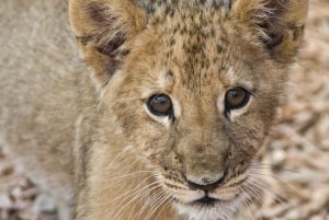 Addo Full Day Safari: Lunch/Drinks/Pick/Drop-Off Included