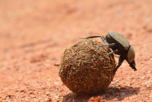 Addo Full Day Safari: Lunch/Drinks/Pick/Drop-Off Included