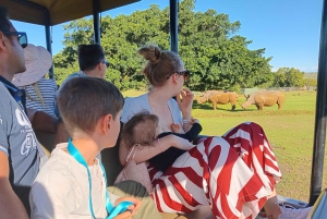 Addo Full Day Safari: Lunch/Drinks/Pick/Drop-Off Included