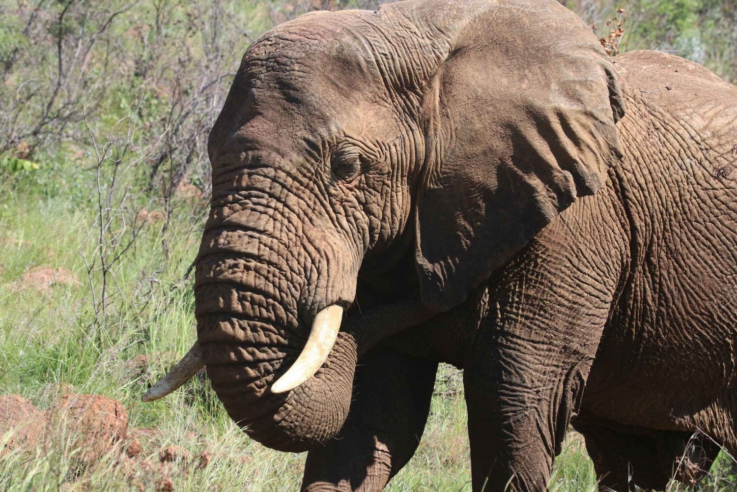 Addo: Pirschfahrt im Addo-Elefanten-Nationalpark Privat