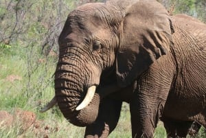 Addo: Piratjakt i Addo Elephant National Park Privat