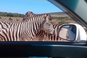 Addo: Piratjakt i Addo Elephant National Park Privat