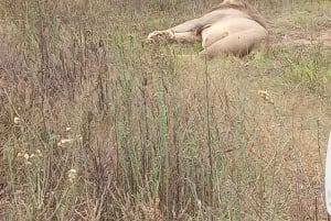 Addo: Piratjakt i Addo Elephant National Park Privat