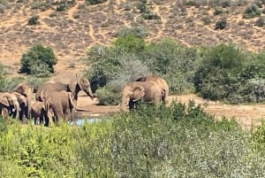 Addo: Piratjakt i Addo Elephant National Park Privat