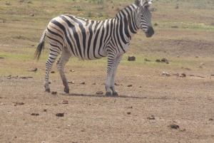 ADDO GAME DRIVE