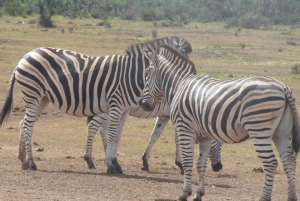 ADDO GAME DRIVE