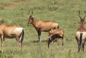 ADDO GAME DRIVE