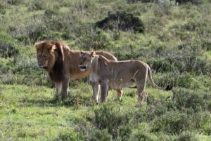Addo National Park – alt inklusive med grillfrokost og åben safari