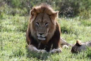 Addo National Park – alt inklusive med grillfrokost og åben safari