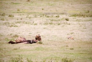 Addo National Park – alt inklusive med grillfrokost og åben safari