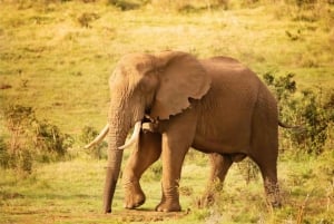 Addo National Park – alt inklusive med grillfrokost og åben safari