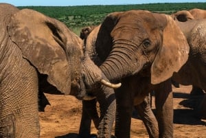 Addo National Park – alt inklusive med grillfrokost og åben safari