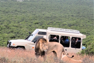 Addo National Park: Full-Day Safari Tour