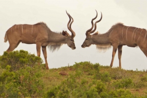 Addo National Park: Full-Day Safari Tour