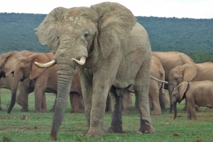 Addo National Park: Full-Day Safari Tour