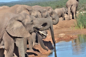 Addo National Park: Full-Day Safari Tour