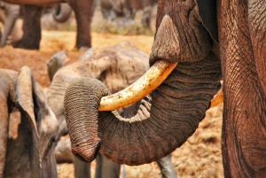 Addo National Park: Full-Day Safari Tour