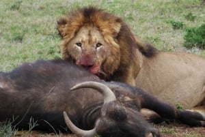 Addo nationalpark: Safari-tur med heldagssafari