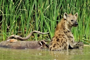 Addo National Park: Full-Day Safari Tour