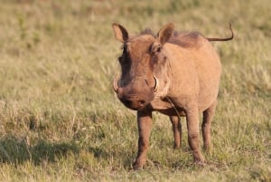 Addo National Park: Guided Half-Day Safari