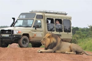 Addo National Park: begeleide safari van een halve dag