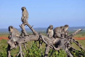 Addo National Park: Guided Half-Day Safari