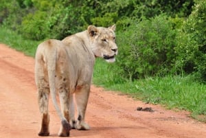 Parc national d'Addo et safari d'une journée à Schotia avec déjeuner