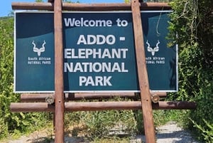Parc national d'Addo et safari d'une journée à Schotia avec déjeuner