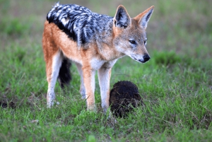 Parc national d'Addo et safari d'une journée à Schotia avec déjeuner