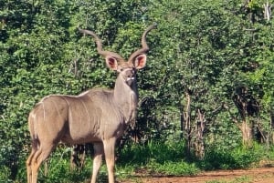 Parc national d'Addo et safari d'une journée à Schotia avec déjeuner