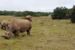 Parc national d'Addo et safari d'une journée à Schotia avec déjeuner