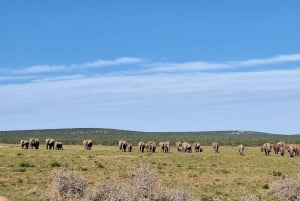 Parc national d'Addo et safari d'une journée à Schotia avec déjeuner