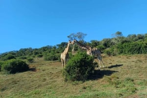 Parc national d'Addo et safari d'une journée à Schotia avec déjeuner