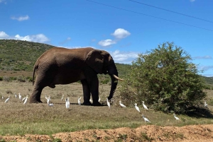 Parc national d'Addo et safari d'une journée à Schotia avec déjeuner